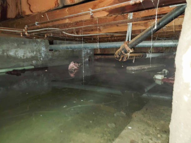 Best Carpet water damage restoration  in Grafton, OH